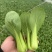 山东菏泽曹县精品上海青油菜对接电商市场商超等各类客户