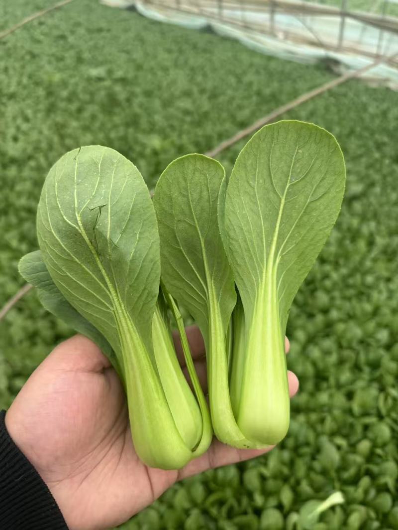 山东菏泽曹县精品上海青油菜对接电商市场商超等各类客户
