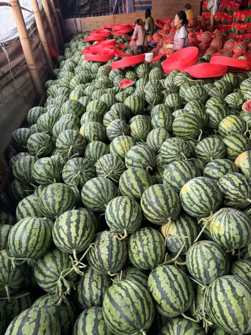 （美都无籽）精品麒麟西瓜，糖度13个，7斤打底！欢迎来电