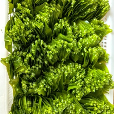 台湾山苏菜