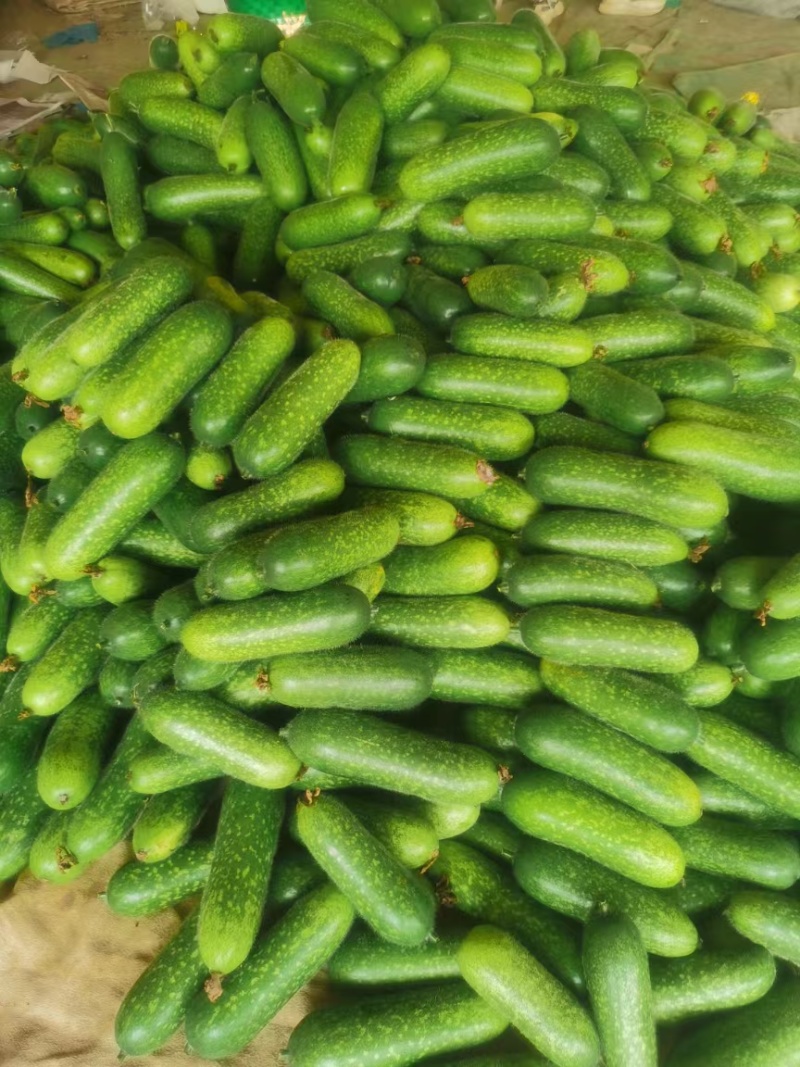 毛节瓜，吊瓜，大量上市，