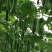 毛节瓜，吊瓜，大量上市，
