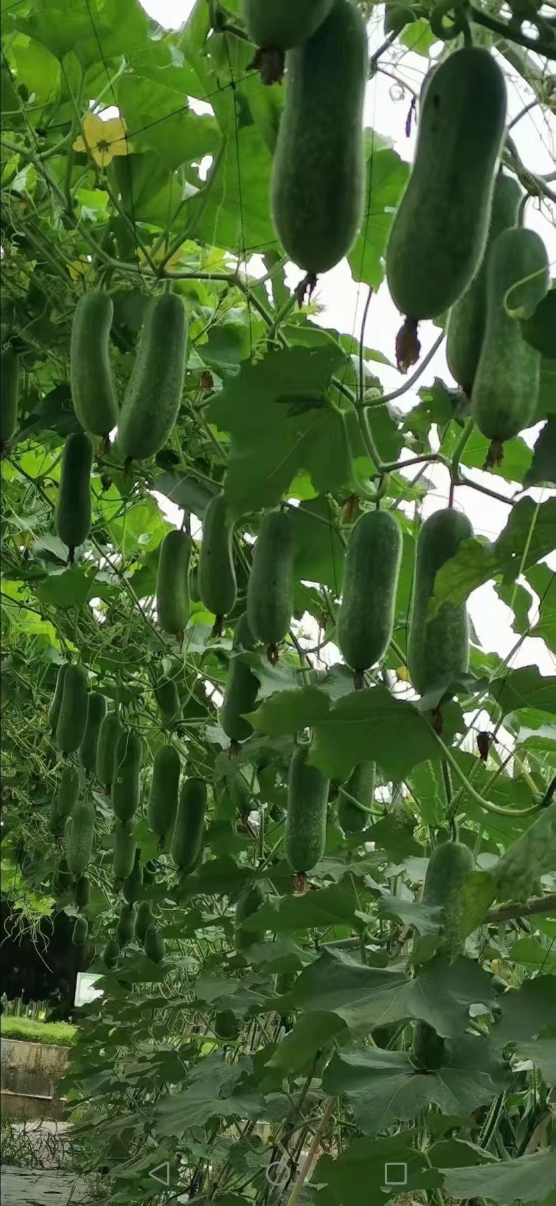 毛节瓜，吊瓜，大量上市，