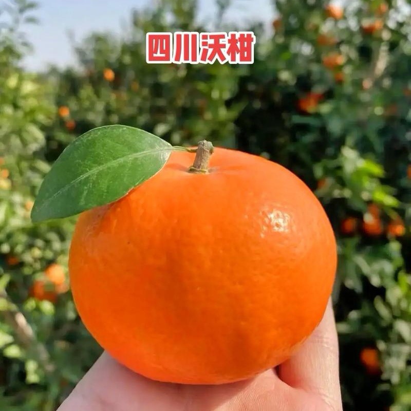 《沃柑》四川柑桔/现摘现发/质量好价格便宜/全国发货