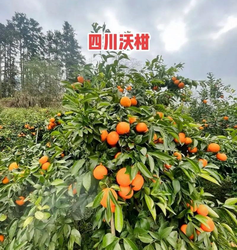 《沃柑》四川柑桔/现摘现发/质量好价格便宜/全国发货