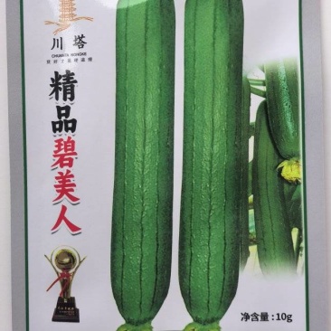 丝瓜种子碧美人翠绿色油亮丝瓜顺直整齐强雌挂果量大