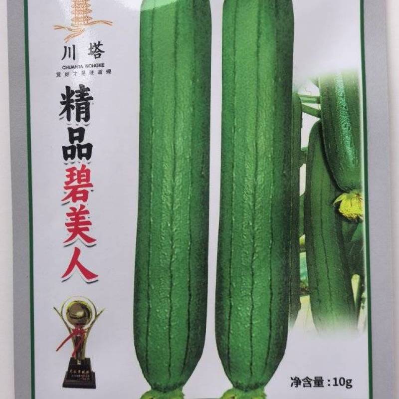 丝瓜种子碧美人翠绿色油亮丝瓜顺直整齐强雌挂果量大