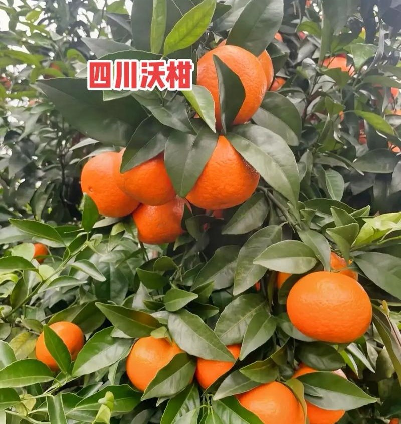 《四川沃柑》四川柑桔/鲜果现货/随到随装/全国发货一条龙