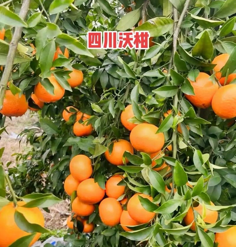 《四川沃柑》四川柑桔/鲜果现货/随到随装/全国发货一条龙
