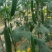 丝瓜种子碧美人翠绿色油亮丝瓜顺直整齐强雌挂果量大
