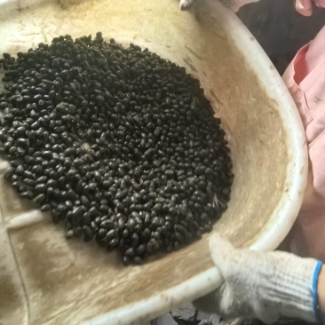 纯羊粪