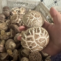 花菇，丰菇8号