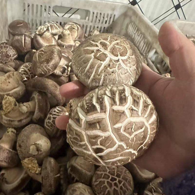 花菇，丰菇8号