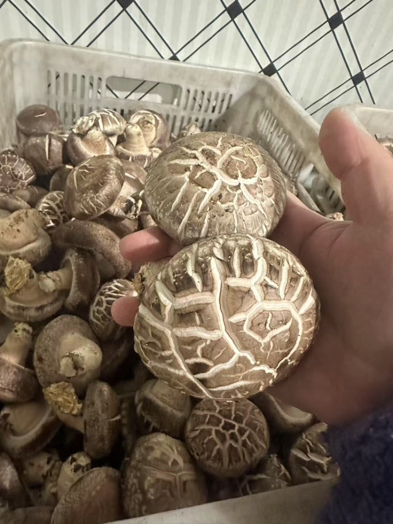 花菇，丰菇8号