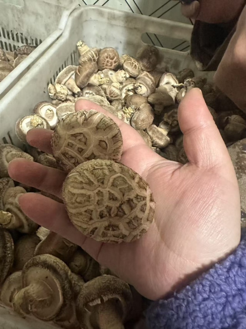 花菇，丰菇8号