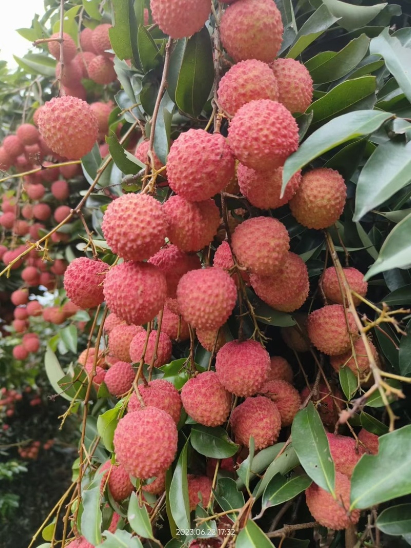 广东高州桂味荔枝产地代购代销