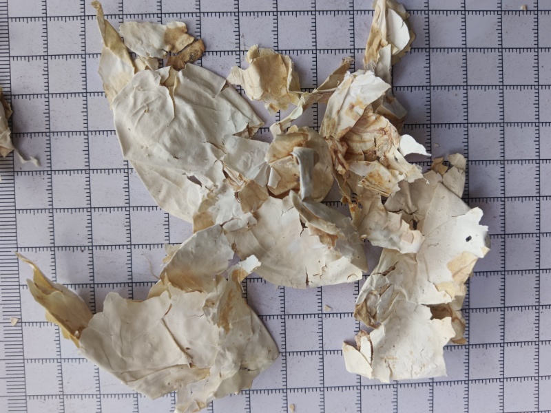 凤凰衣，鸡蛋衣，凤凰退，鸡卵中白皮，实拍现货，接单秒发货