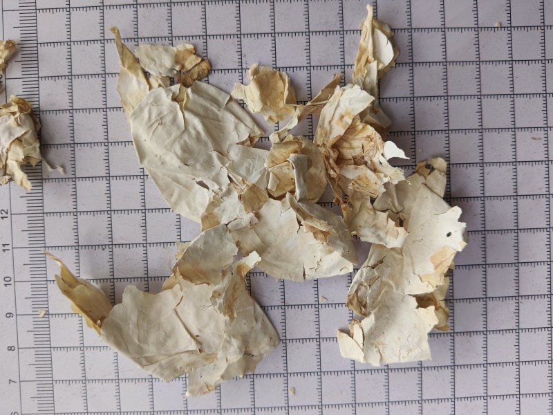 凤凰衣，鸡蛋衣，凤凰退，鸡卵中白皮，实拍现货，接单秒发货