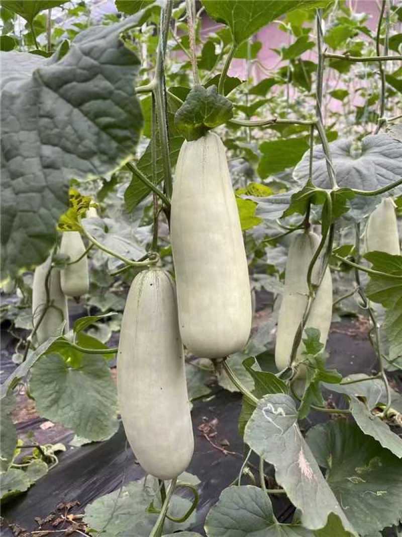 博洋蜜瓜火爆上市量大质优，对接各大市场，商超