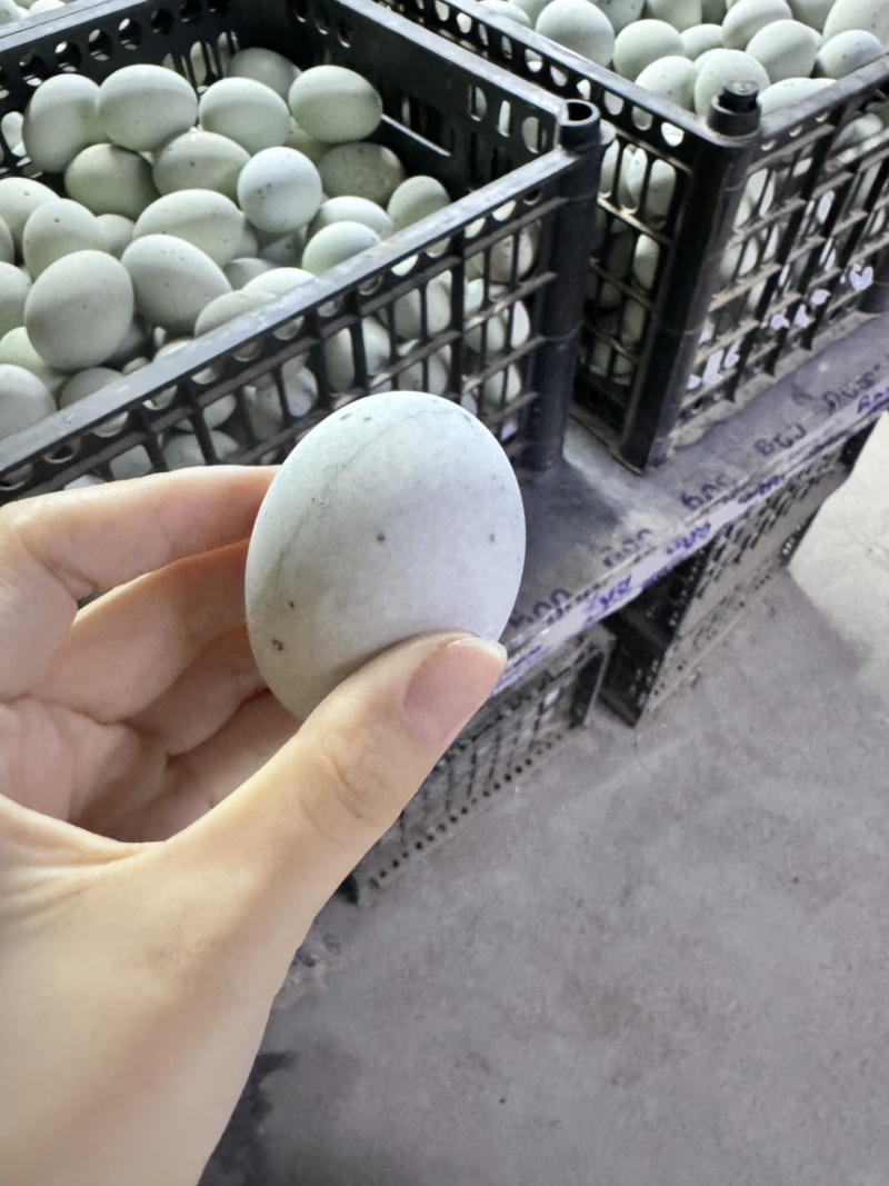 皮蛋裂纹便宜出有需要的来