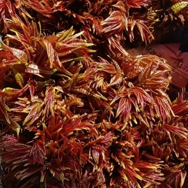 山西永济陆地红油香椿原产地直发对接商超货源充足可视频看货