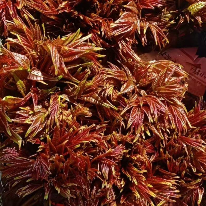 山西永济陆地红油香椿原产地直发对接商超货源充足可视频看货