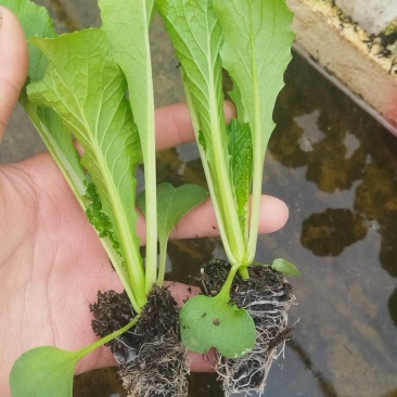 秋绿苗
