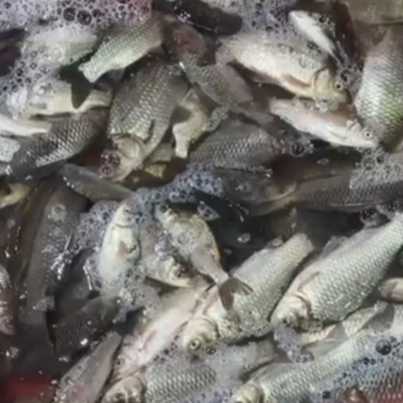 鲜活鲫鱼，个体规格齐全，抗病，皮毛好