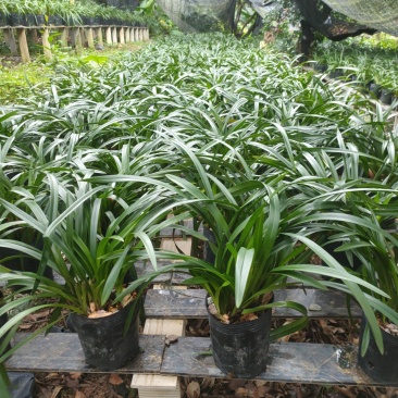 广州从化兰花香兰青苗出货，大盆可做种苗和电商苗
