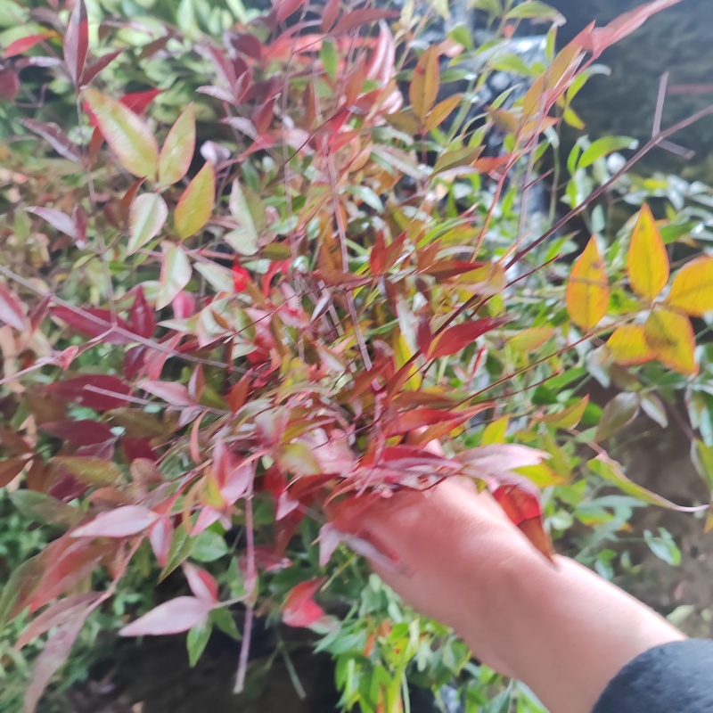 基地大量出售高度40-60厘米红天竹