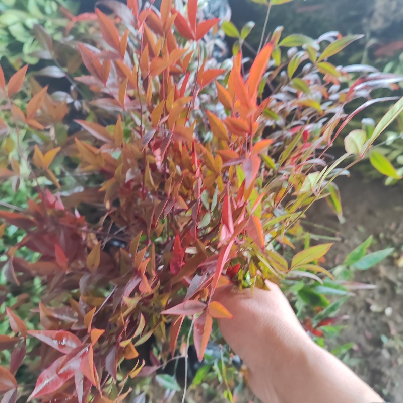 基地大量出售高度40-60厘米红天竹