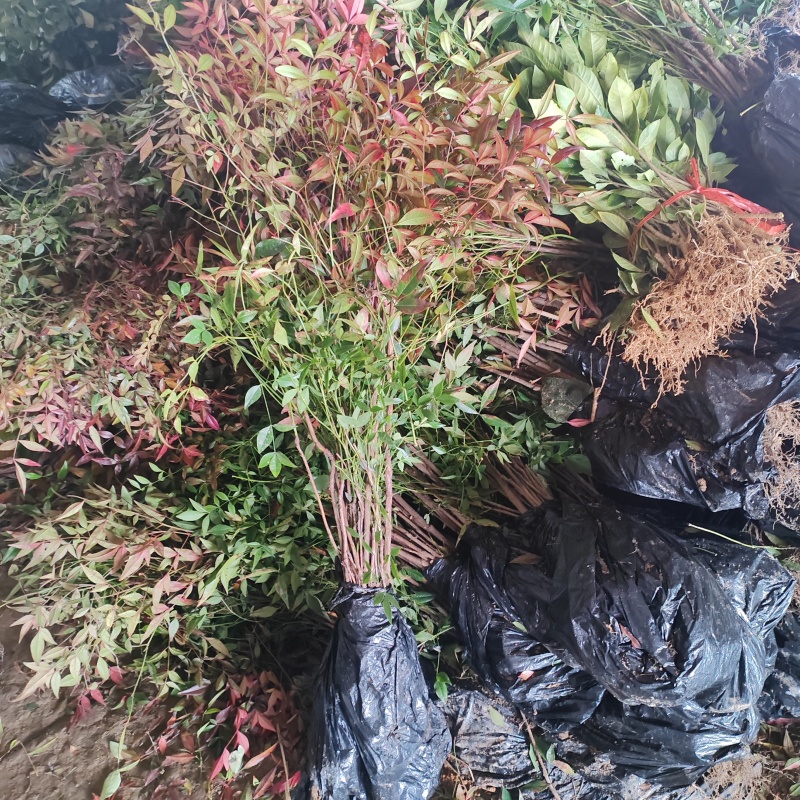 基地大量出售高度40-60厘米红天竹