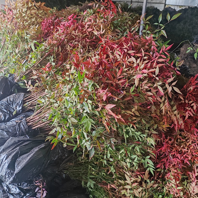 基地大量出售高度40-60厘米红天竹