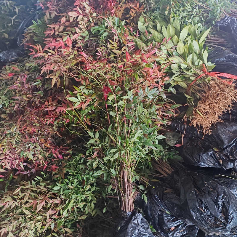 基地大量出售高度40-60厘米红天竹