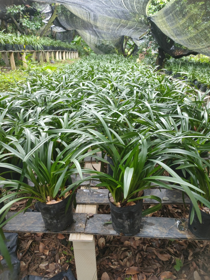 广州从化兰花香兰青苗出货，大盆可做种苗和电商苗