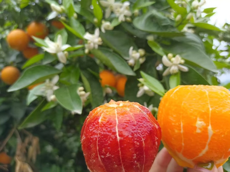 塔罗科血橙现采现摘新鲜供应各大商超