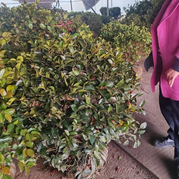 基地大量出售冠幅100厘米茶梅