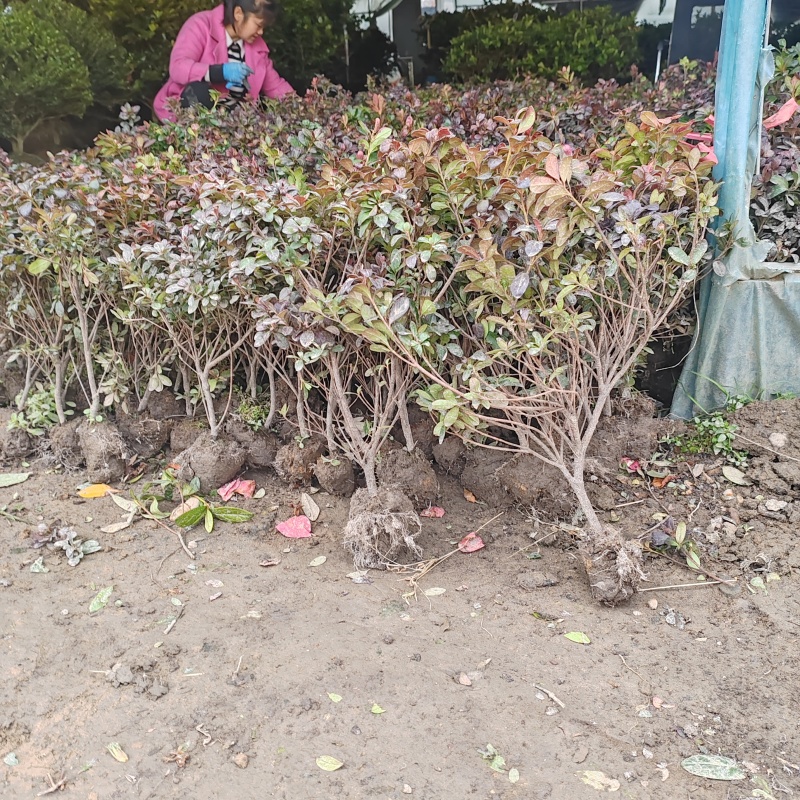 基地大量出售冠幅100厘米茶梅