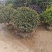 基地大量出售冠幅100厘米茶梅