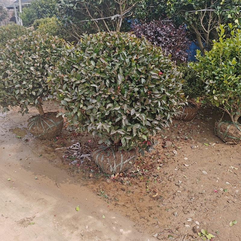 基地大量出售冠幅100厘米茶梅