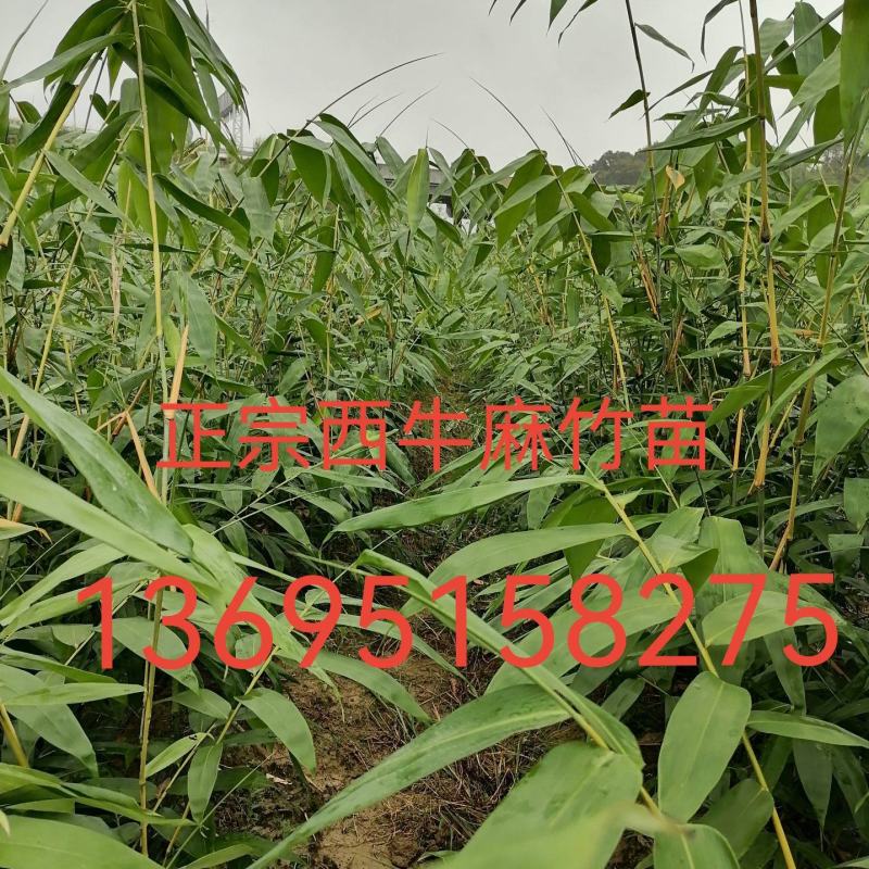 正宗西牛麻竹苗