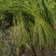 基地大量出售冠幅80-100厘米棣棠毛球