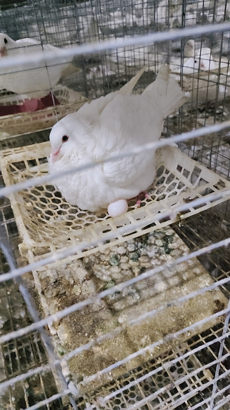 自家养殖的瑶山鸽，需要肉鸽，鸽子蛋的老板欢迎联系