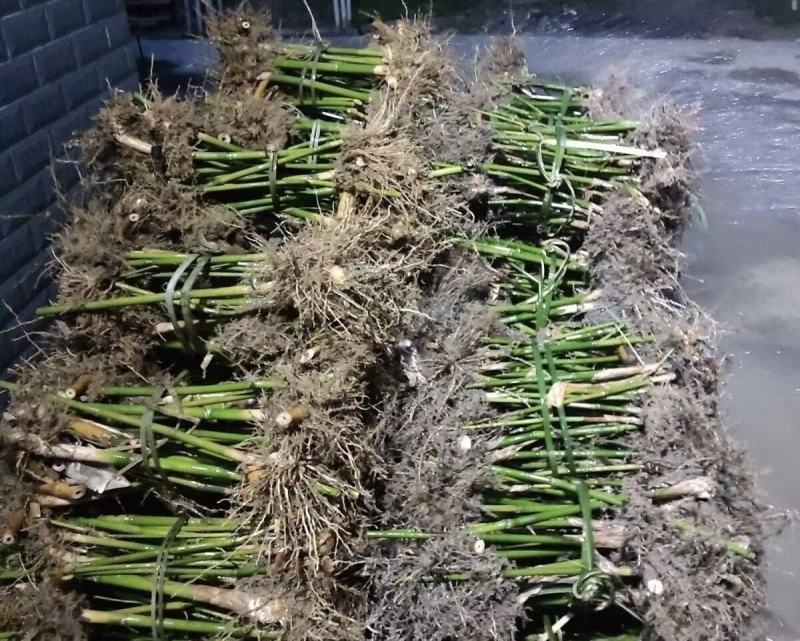 正宗西牛麻竹苗