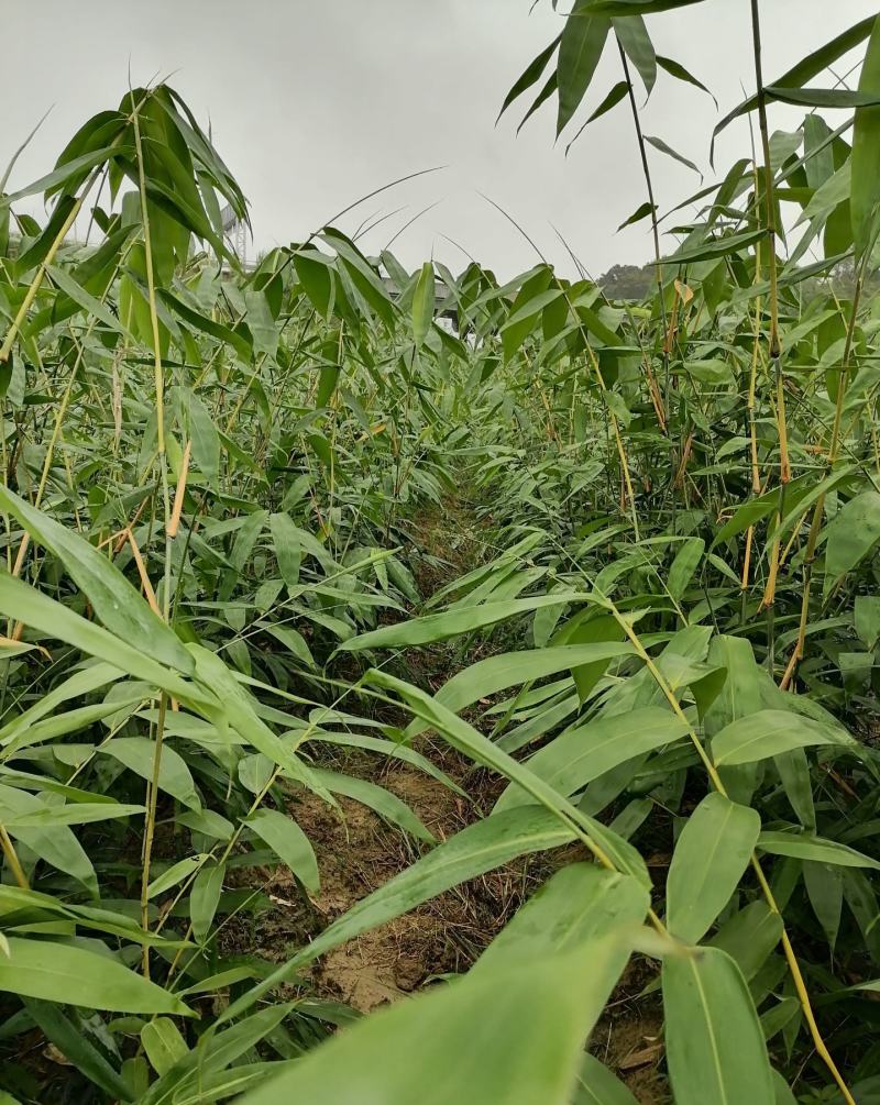 正宗西牛麻竹苗