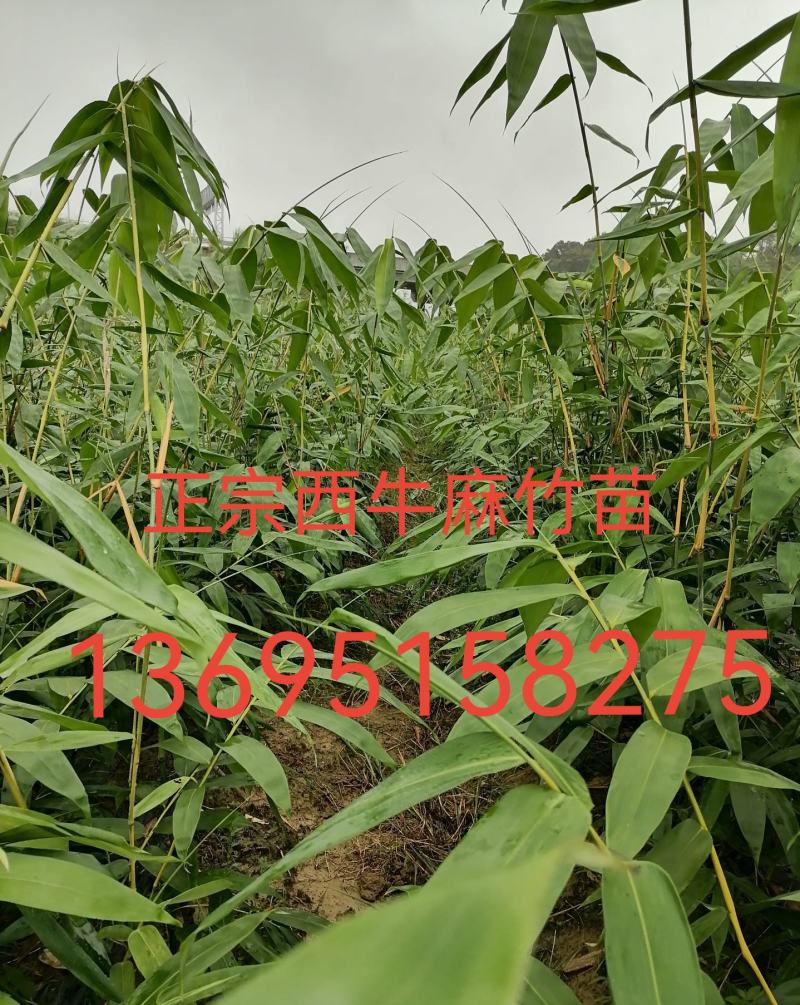 正宗西牛麻竹苗