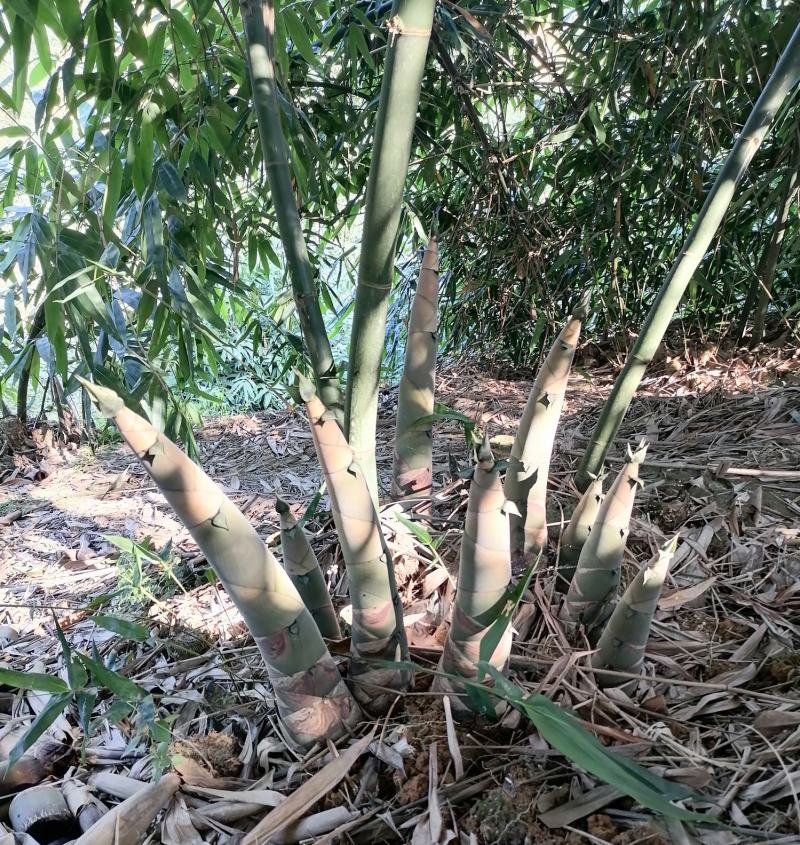正宗西牛麻竹苗