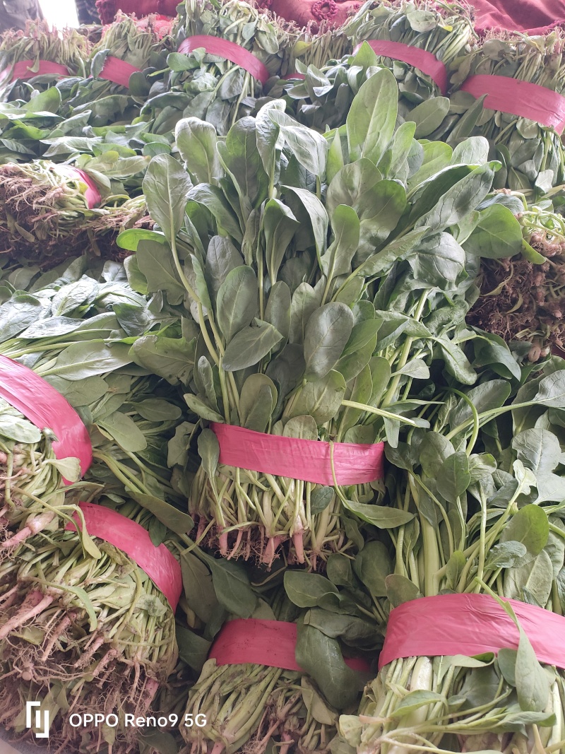 菠菜脱水菠菜