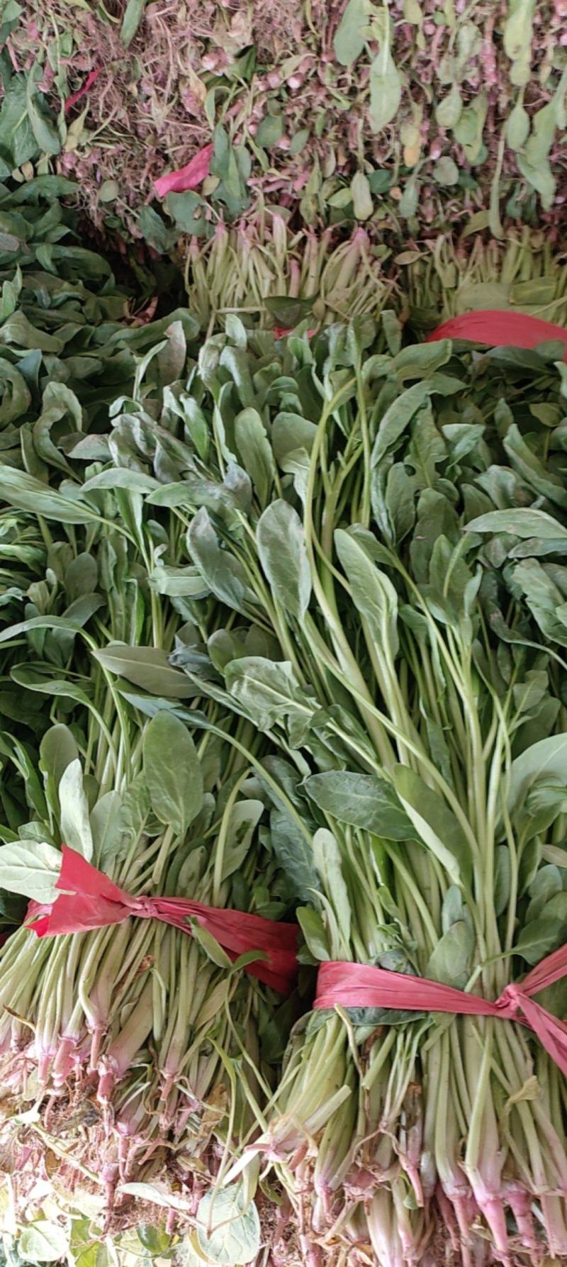 菠菜脱水菠菜