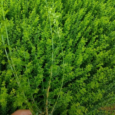 苗圃大量出售高度40-50迎春苗